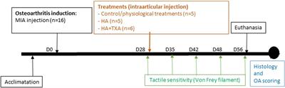 A single intraarticular injection of a tranexamic acid-modified hyaluronic acid (HA/TXA) alleviates pain and reduces OA development in a murine model of monosodium iodoacetate-induced osteoarthritis